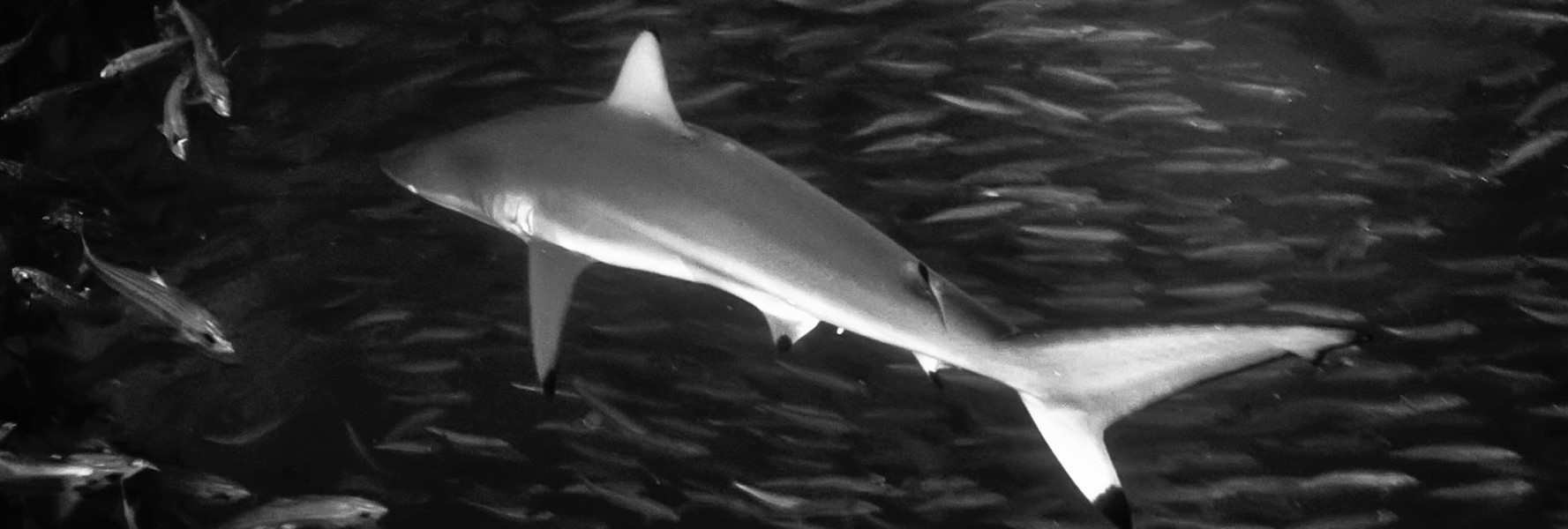 Die verschiedenen Hai-Arten des Roten Meeres.